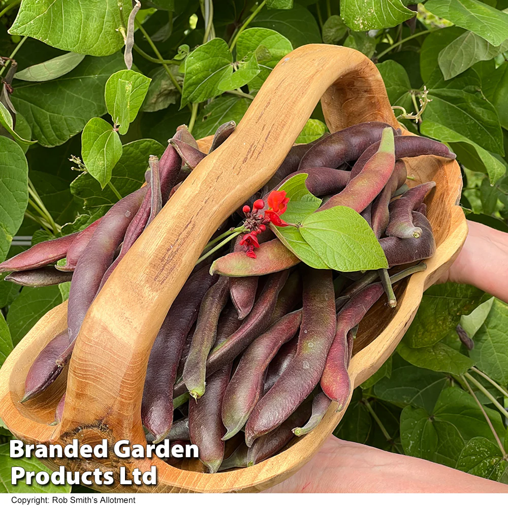 Runner Bean 'Black Knight' - Image 2