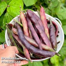 Runner Bean 'Black Knight' - Image 3