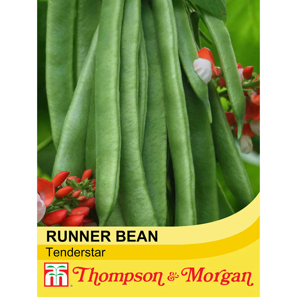 Runner Bean 'Tenderstar'