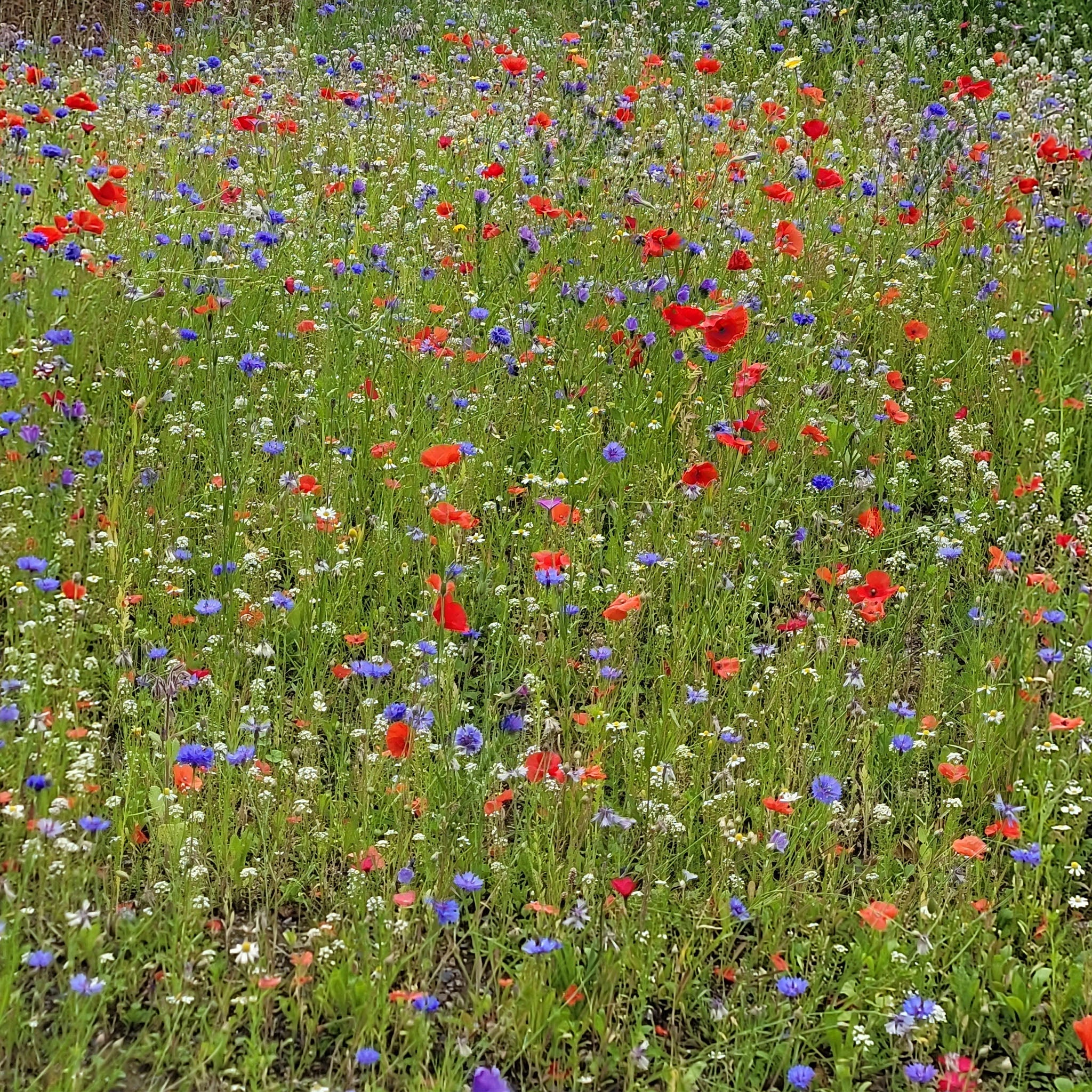 Bee Friendly - Natures Haven Easy Wildflower Mix 4kg - Image 2