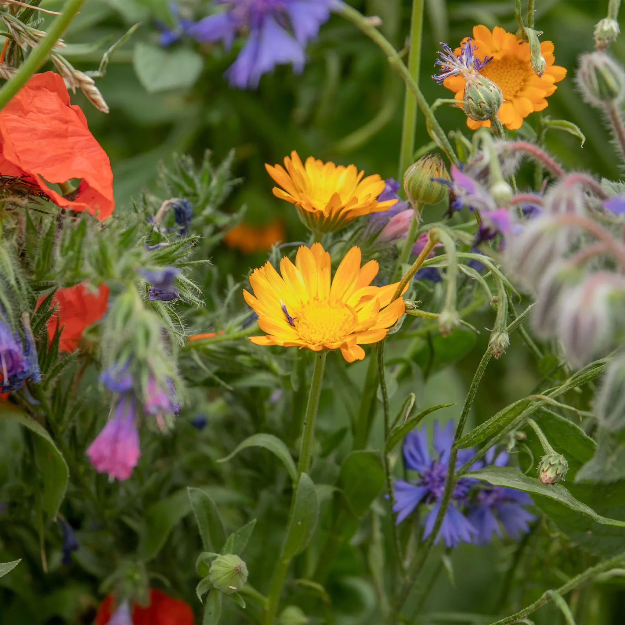 Bee Friendly - Natures Haven Easy Wildflower Mix 4kg - Image 4