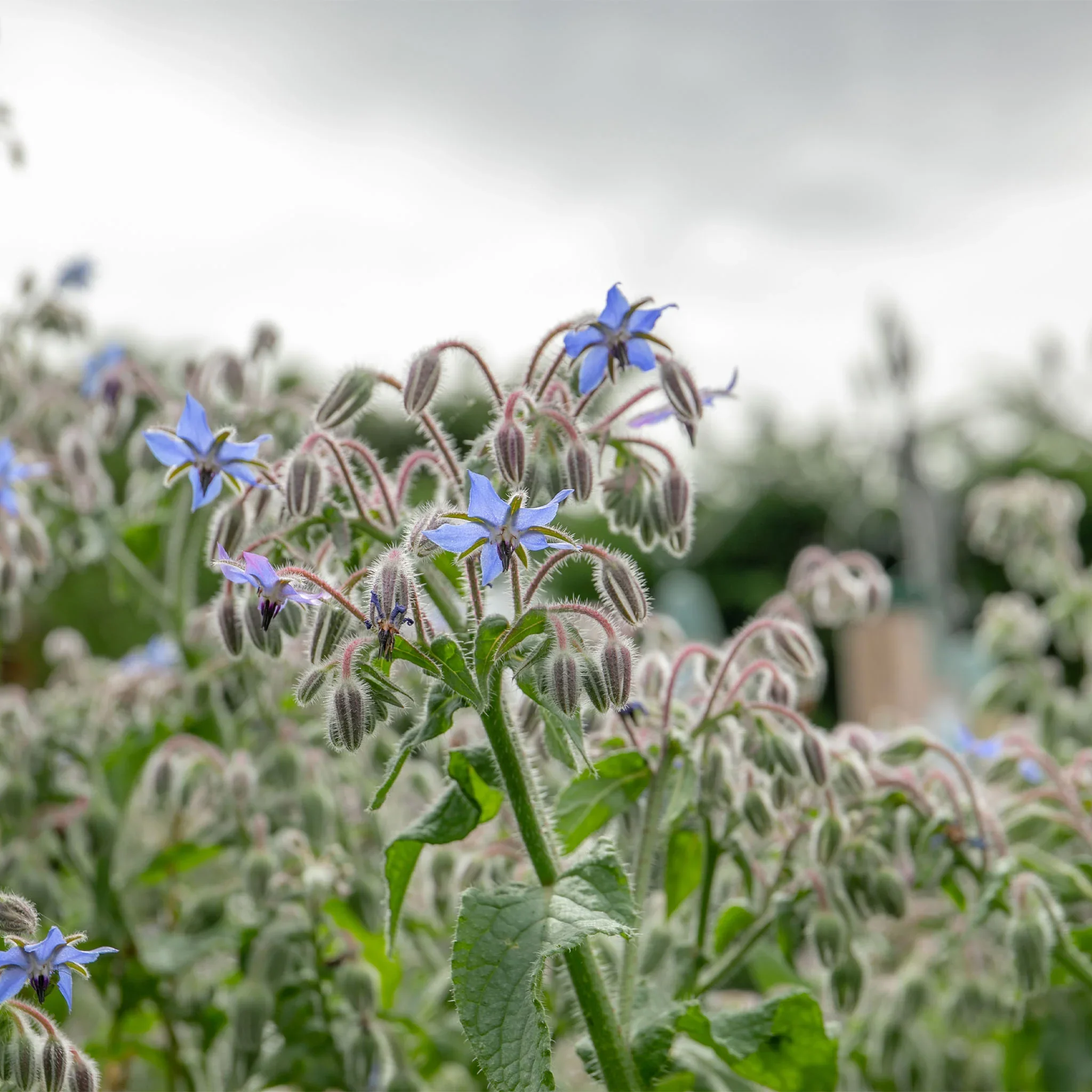 Bee Friendly - Natures Haven Easy Wildflower Mix 4kg - Image 6