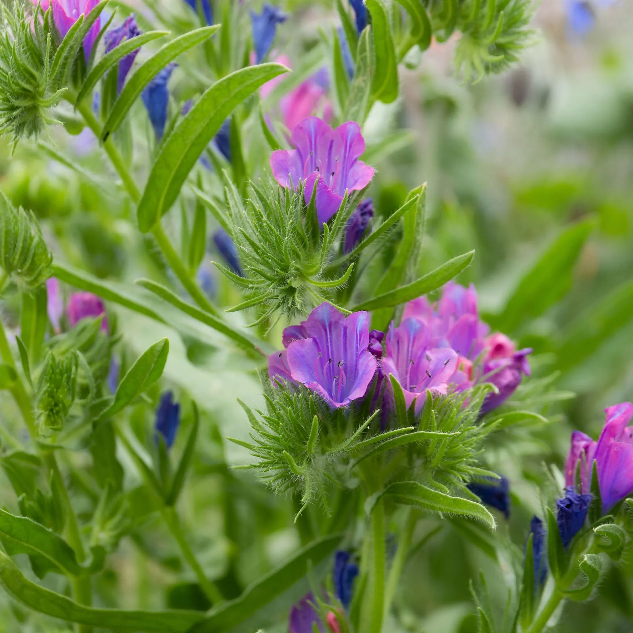 Bee Friendly - Natures Haven Easy Wildflower Mix 4kg - Image 7