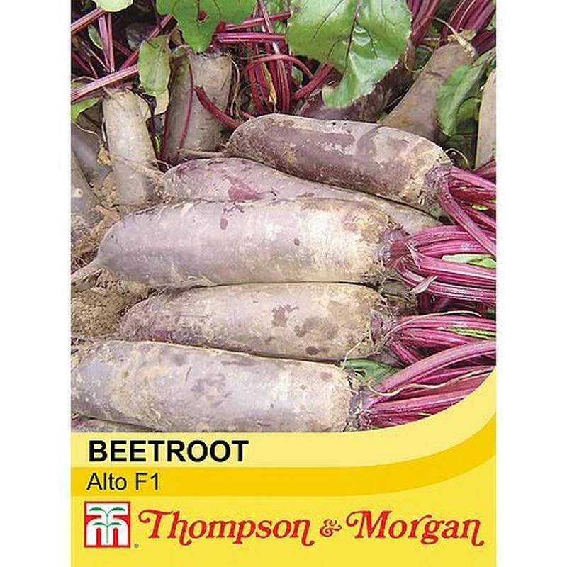 Beetroot 'Alto' F1 Hybrid