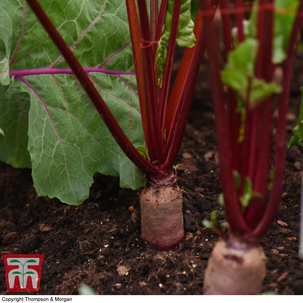 Beetroot 'Alto' F1 Hybrid - Image 2