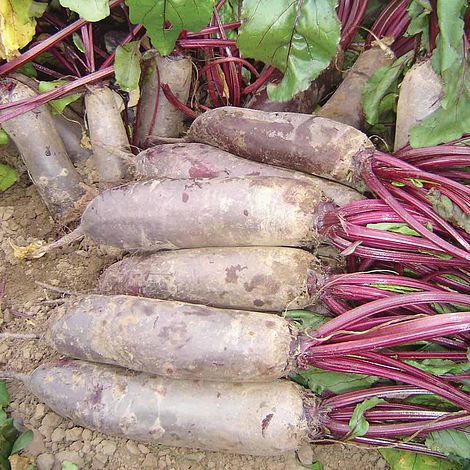 Beetroot 'Alto' F1 Hybrid - Image 3