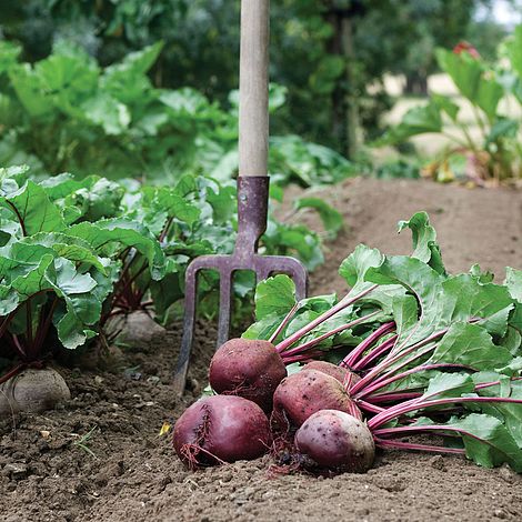 Beetroot 'Detroit 2 Crimson Globe' - Image 2