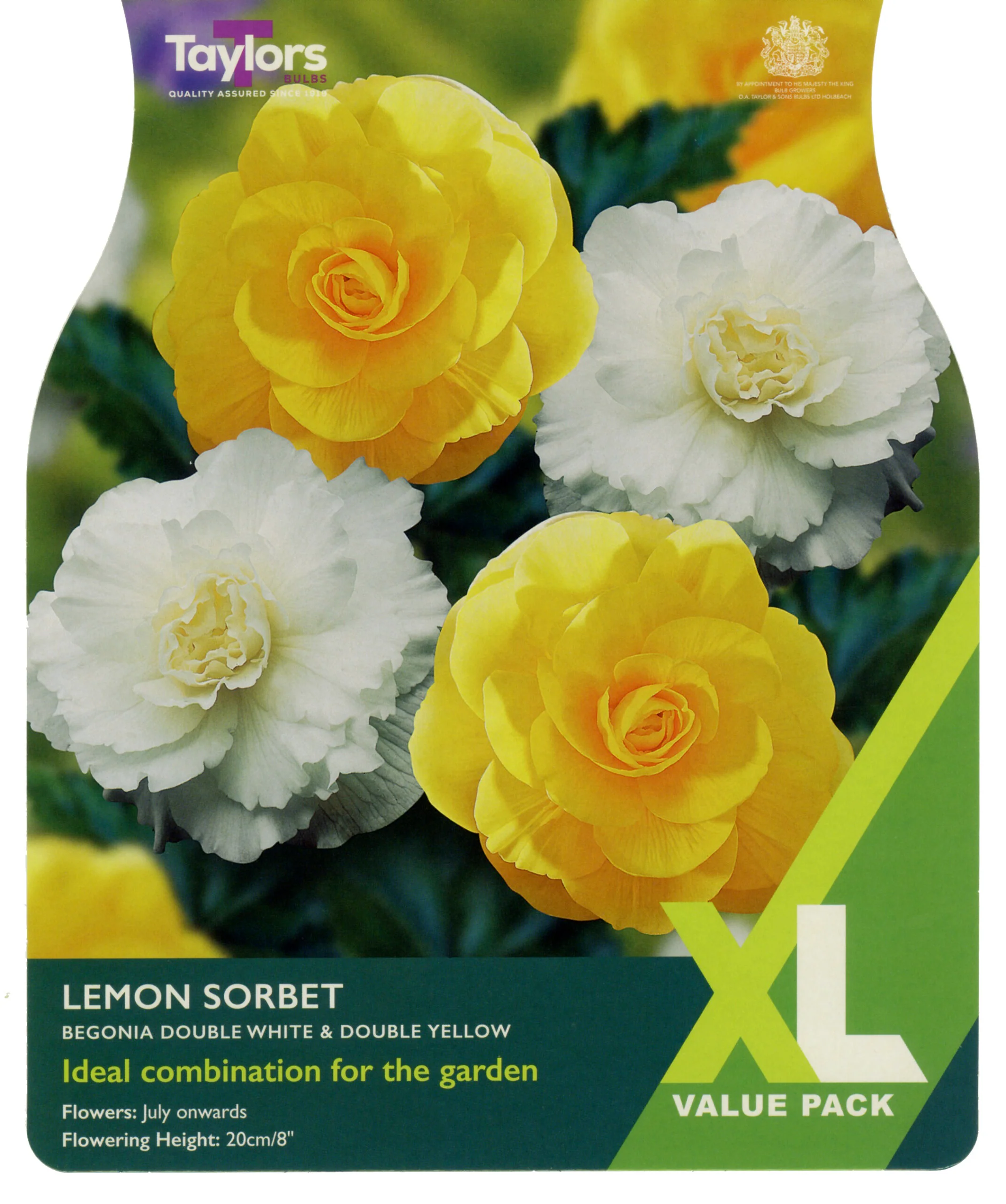 Begonia Lemon Sorbet 6 Bulbs Per Pack