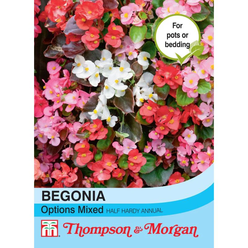 Begonia Semperflorens 'Options Mixed'