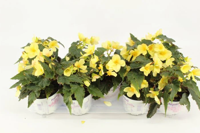 Begonia Trailing 'Beauvilia Lemon' 12cm