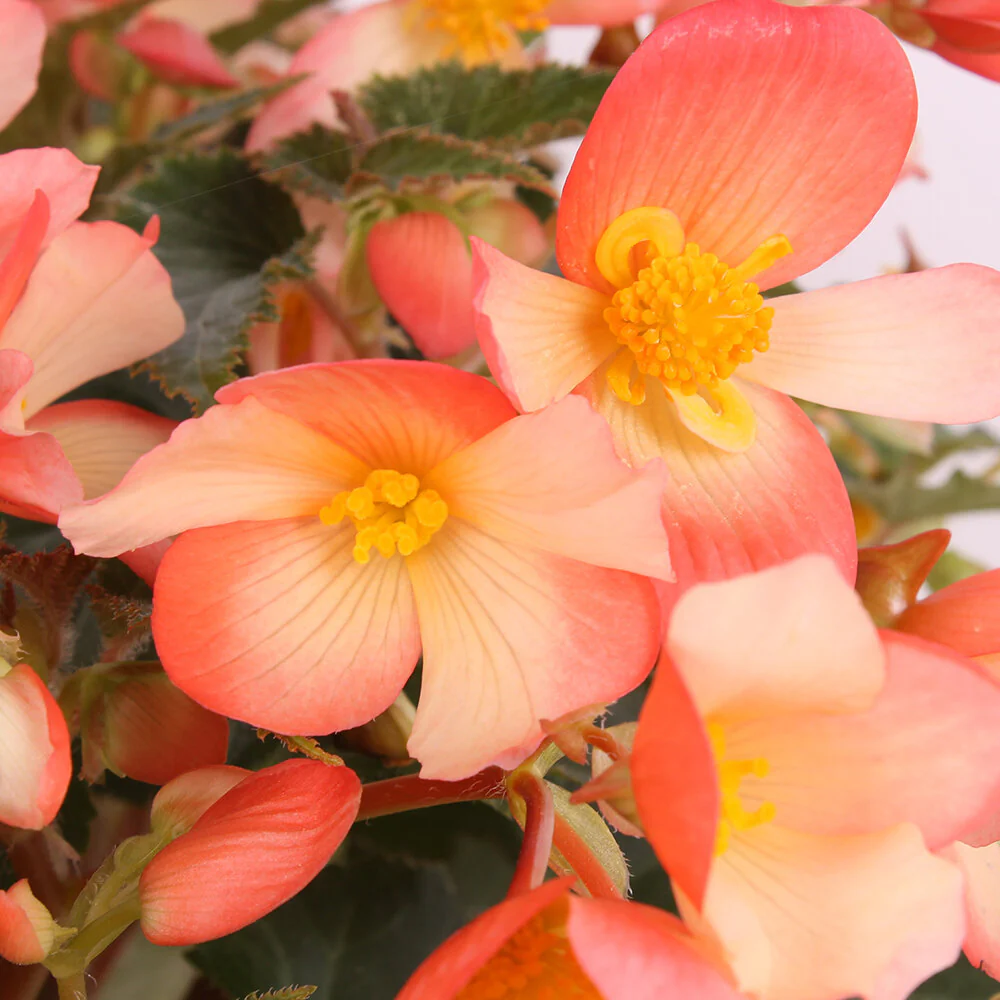 Begonia Waterfall Angel Soft Orange P12