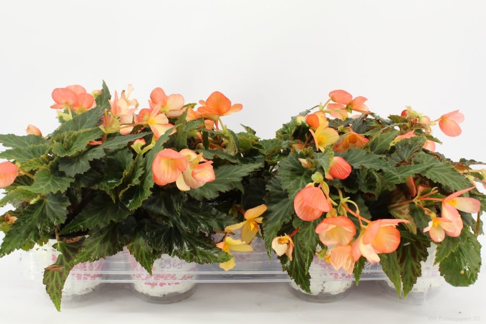 Begonia Waterfall Angel Soft Orange P12 - Image 2