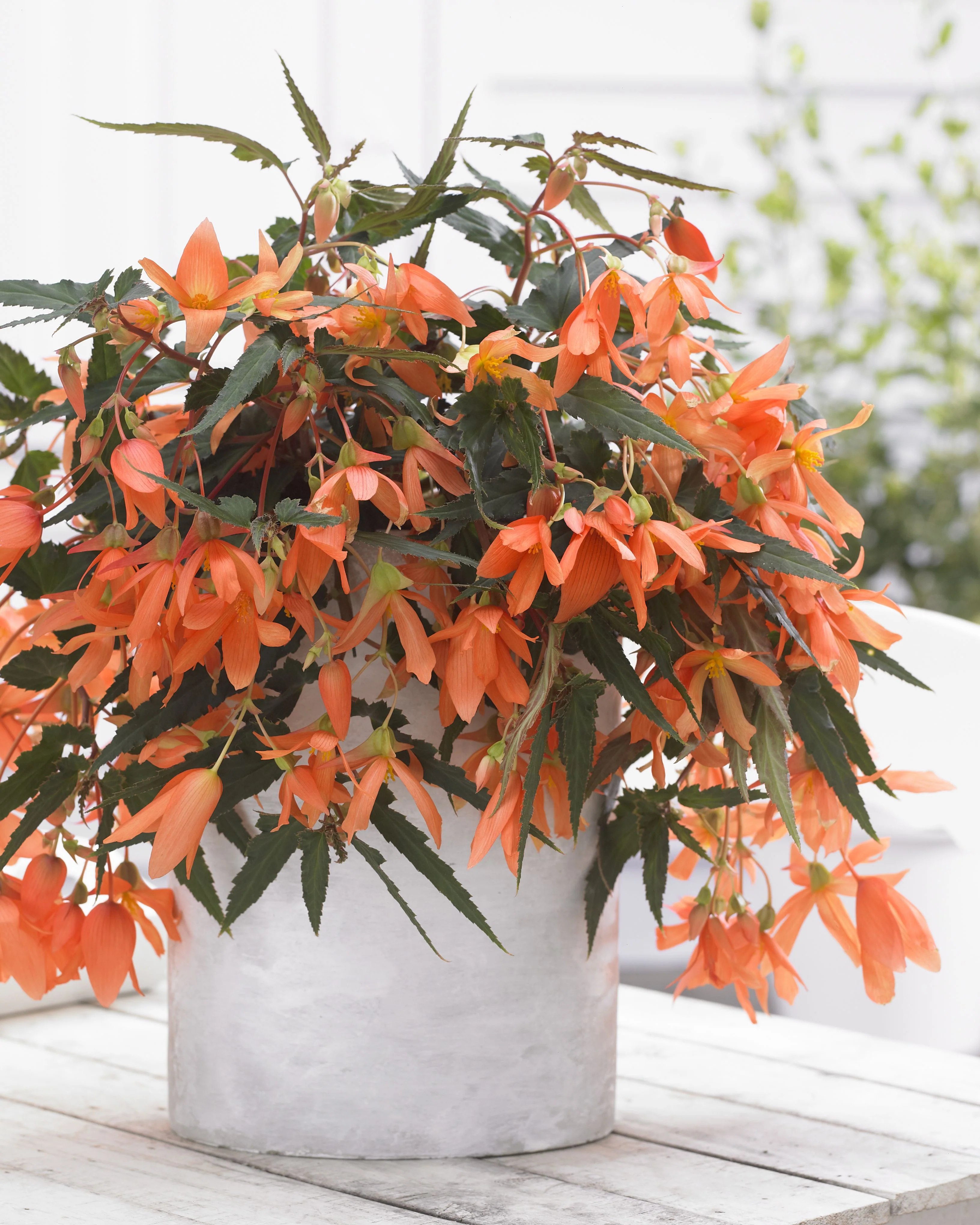 Begonia Waterfall Beauvilia Salmon