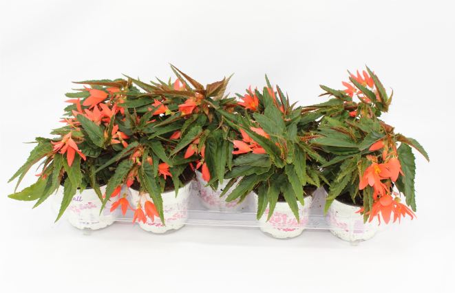 Begonia Waterfall Beauvilia Salmon - Image 2