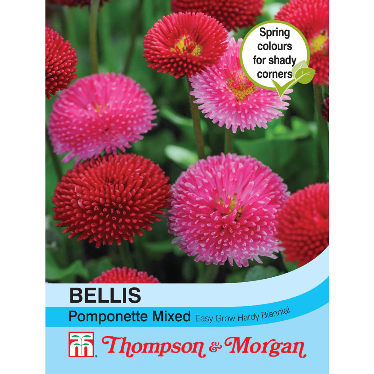 Bellis Pomponette Mixed