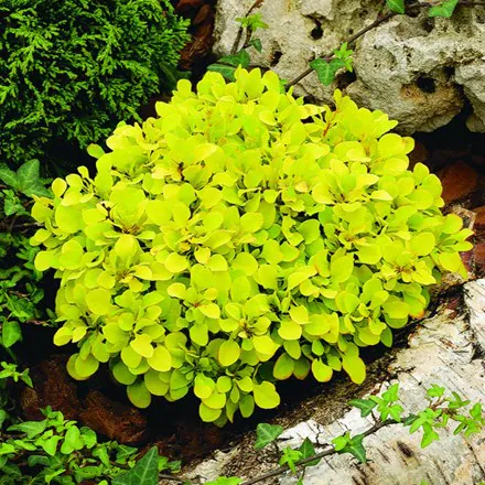 Berberis thunbergii 'Tiny Gold' 2 Litre - Image 2
