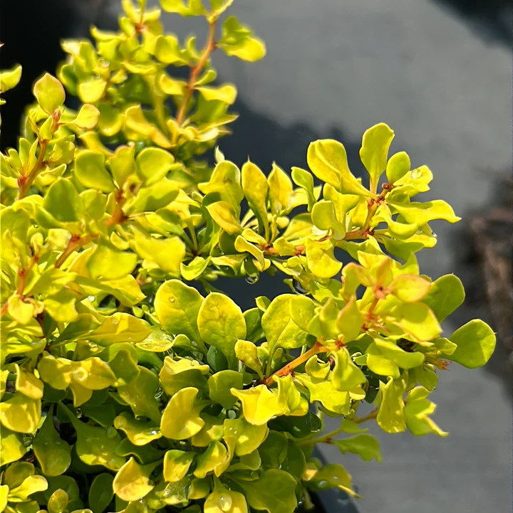 Berberis thunbergii 'Tiny Gold' 2 Litre - Image 3