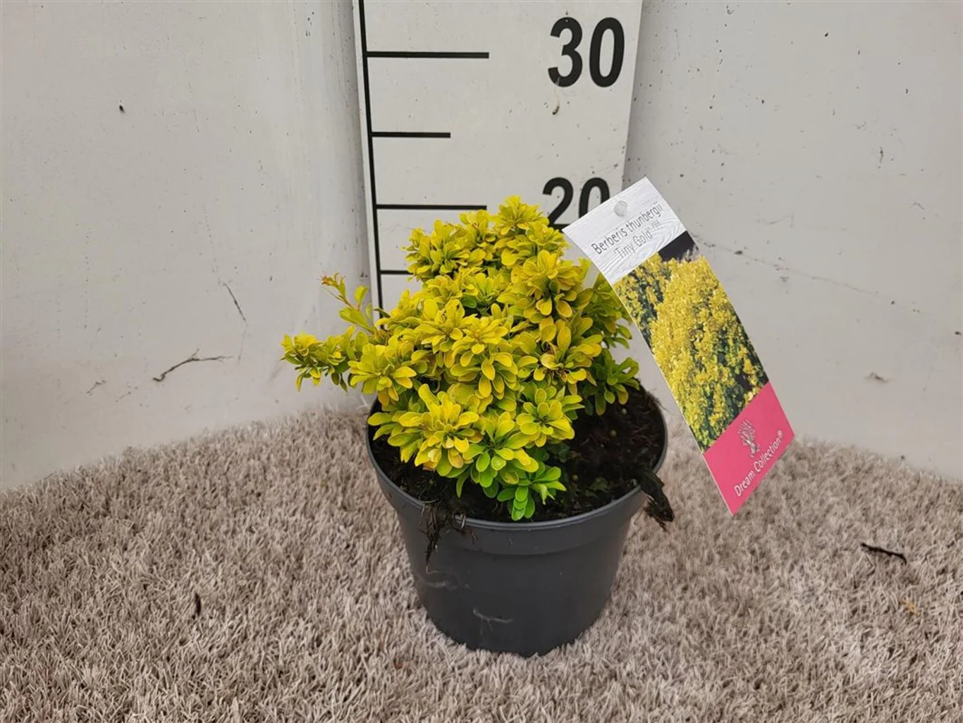 Berberis thunbergii 'Tiny Gold' 2 Litre - Image 4