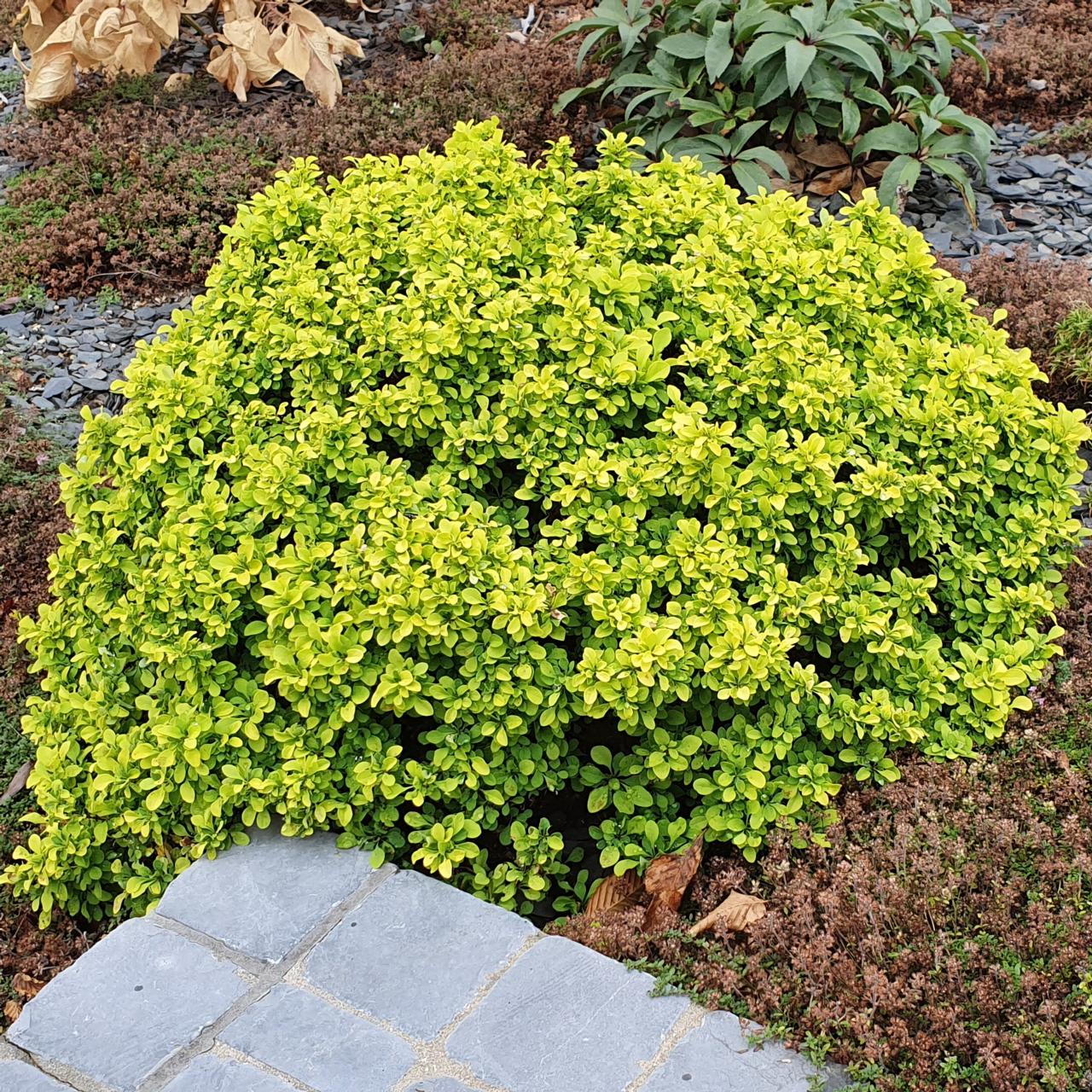 Berberis thunbergii 'Tiny Gold' 2 Litre - Image 5