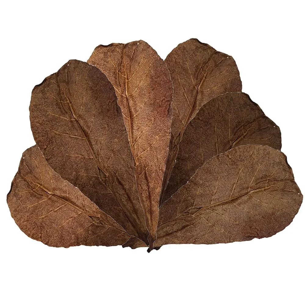 Betta Choise Catappa Leaves XL x25