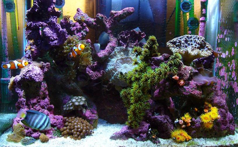 Betta Rainbow Seahorse - Image 2