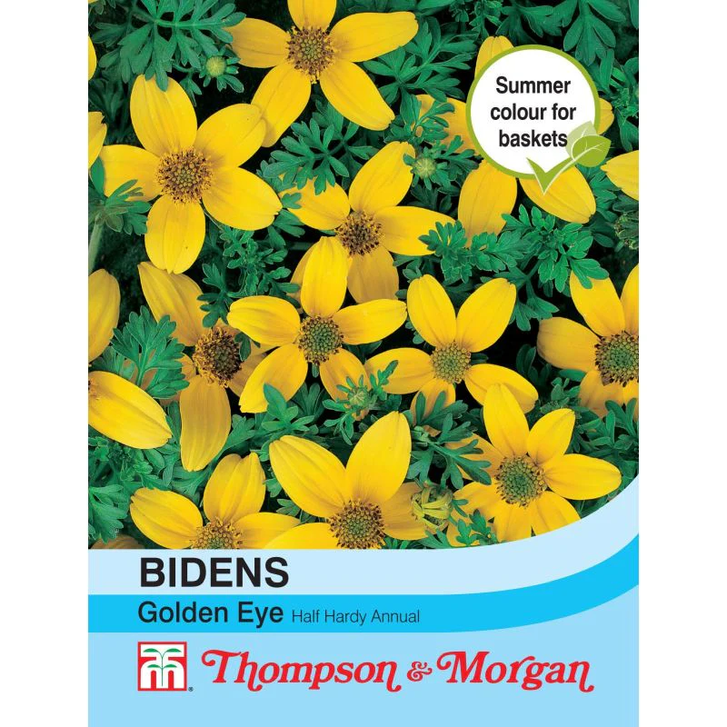 Bidens Ferulifolia 'Golden Eye'