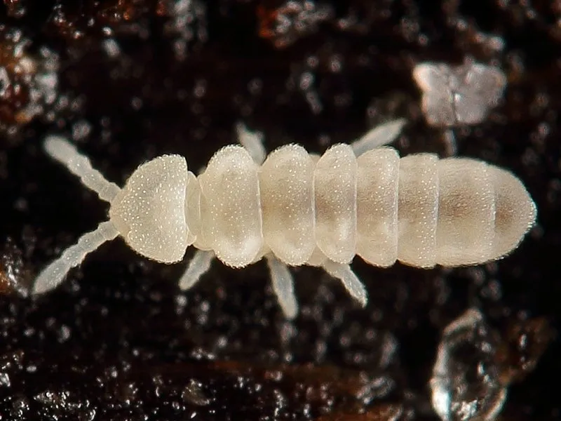Temperate Springtail Culture - Image 2