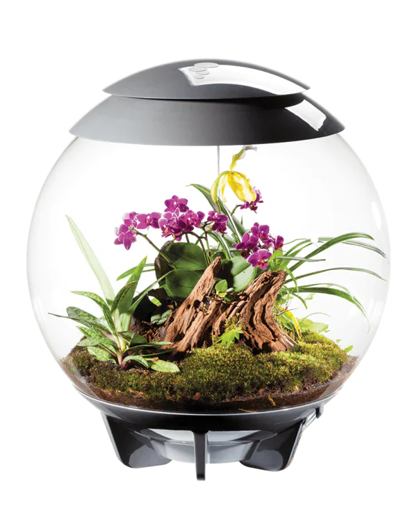 Biorb Air 60 Terrarium With Black Lid - Image 4