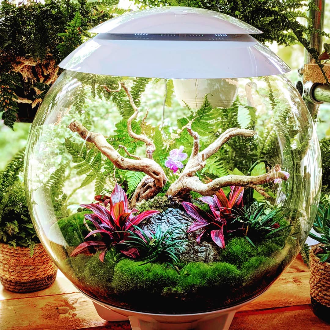Biorb Air 60 Terrarium With Black Lid - Image 6