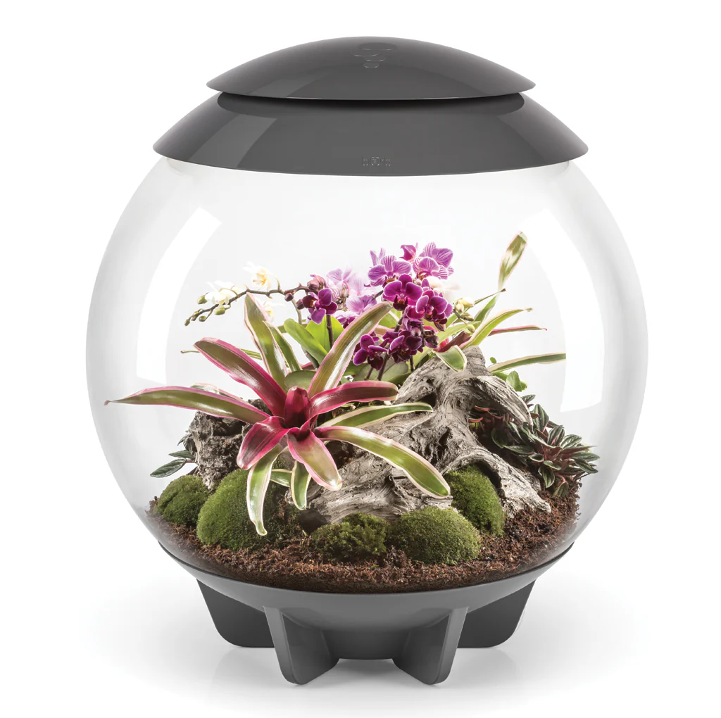 Biorb Air 60 Terrarium With Black Lid - Image 7