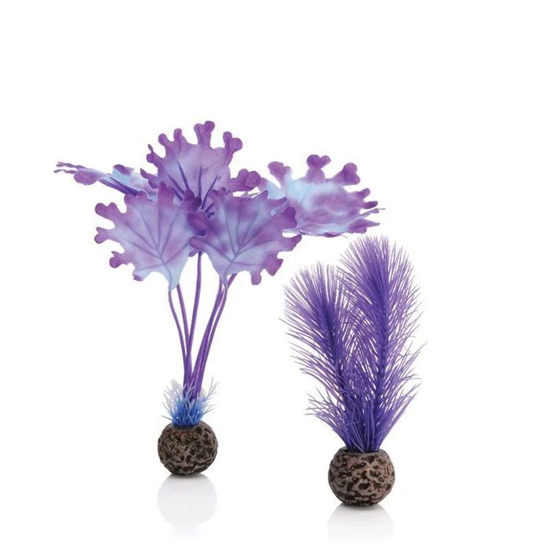 BiOrB Purple Kelp