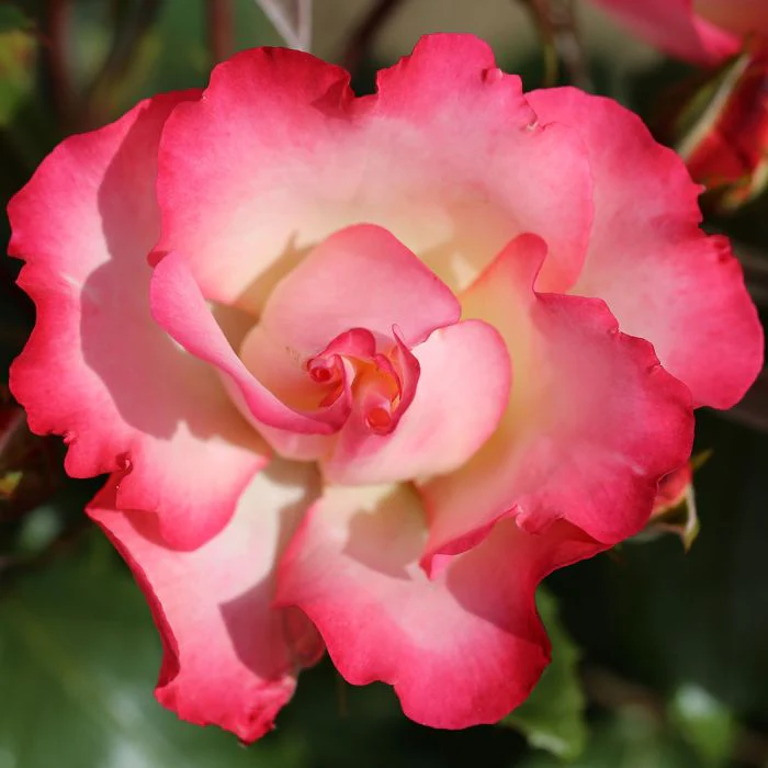 Belle De Jour Floribunda Rose 3.5 Litre
