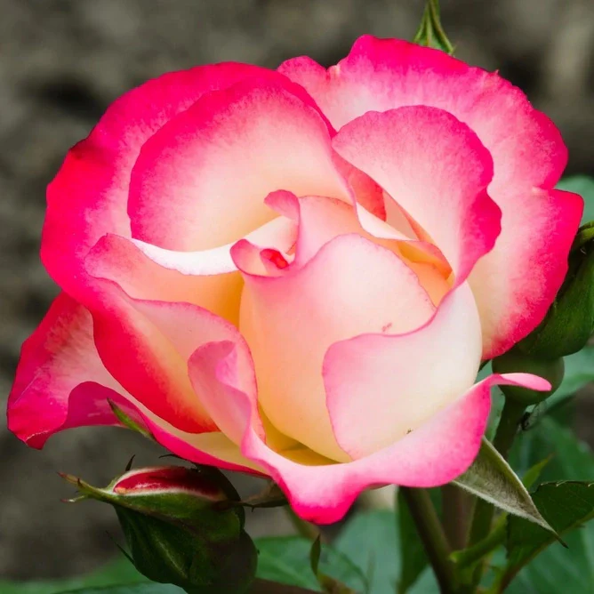 Belle De Jour Floribunda Rose 3.5 Litre - Image 2