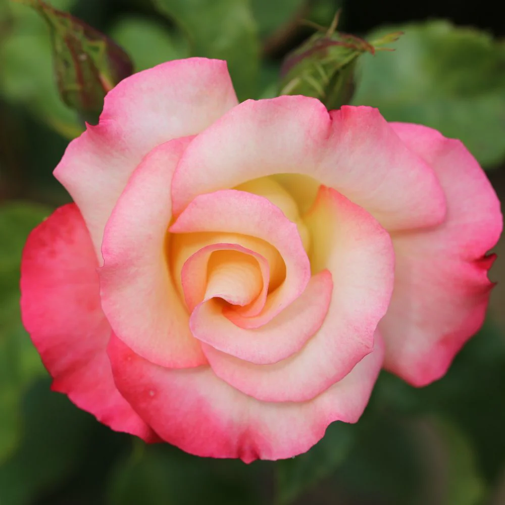 Belle De Jour Floribunda Rose 3.5 Litre - Image 3