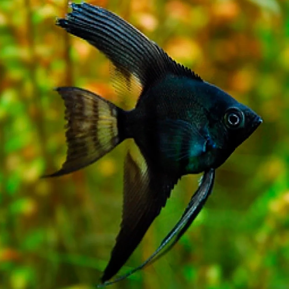 Angelfish Black Small - Image 3