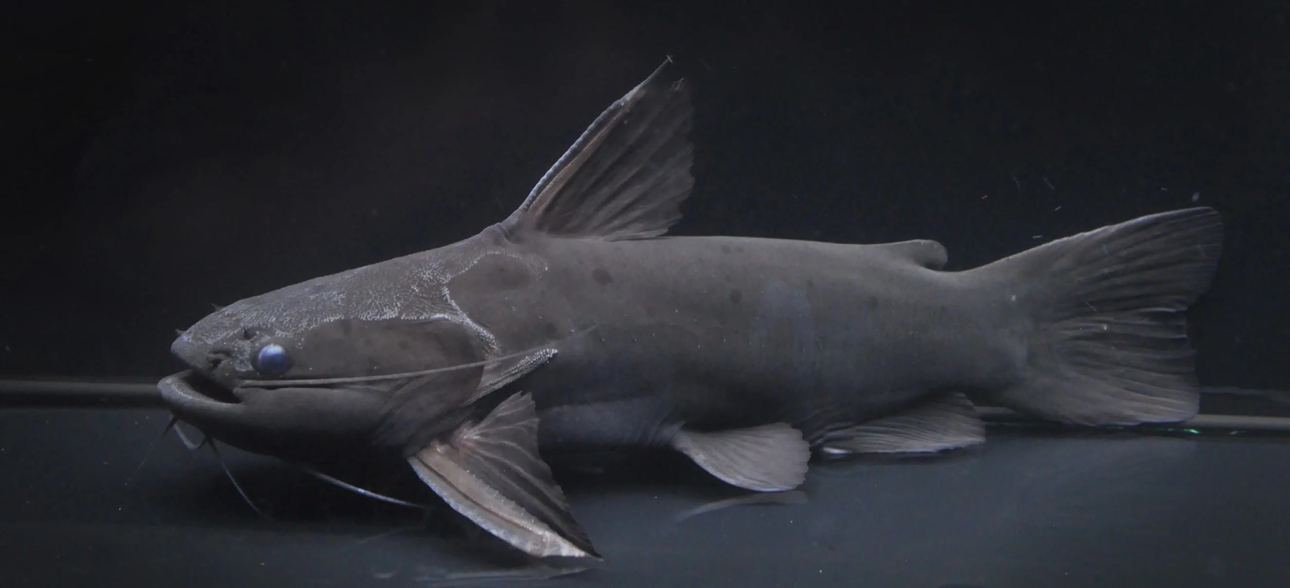 Black Driftwood Catfish (Trachycorystes sp.)