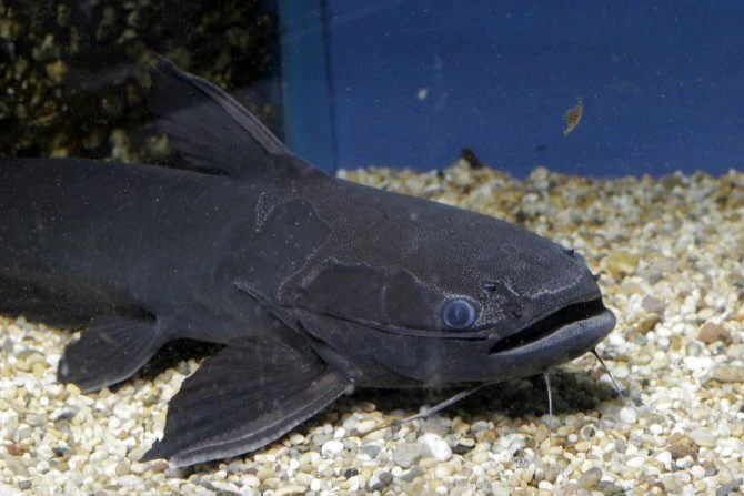 Black Driftwood Catfish (Trachycorystes sp.) - Image 2
