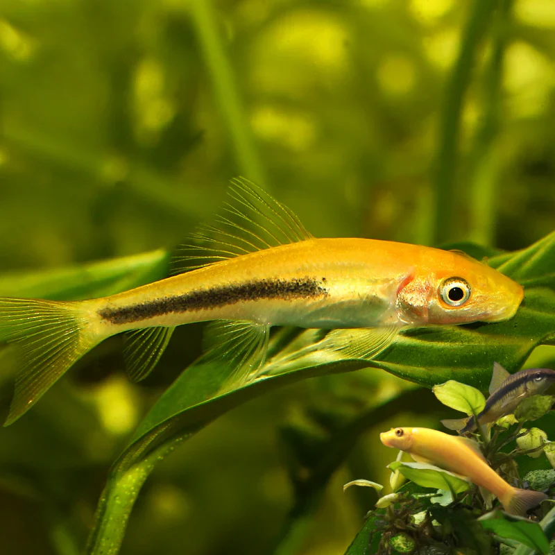 Black & Gold Sucking Loach Medium Large