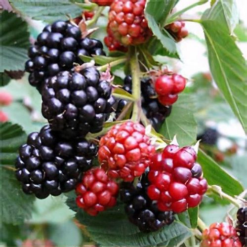 Blackberry 'Thornless Evergreen' | Rubus 'Thornless Evergreen' - Image 3