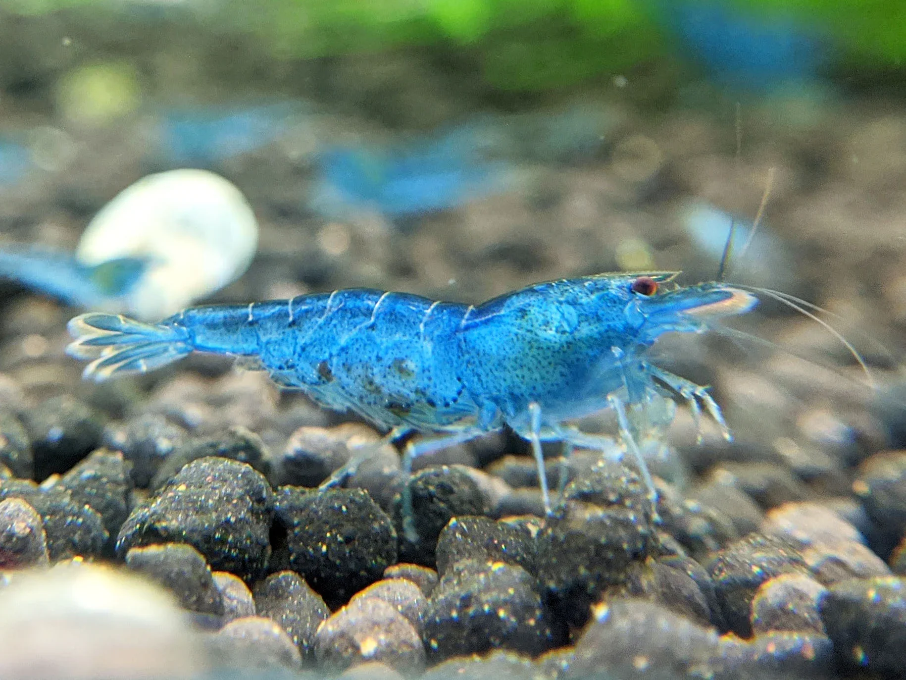 Blue Aura Shrimp - Image 2