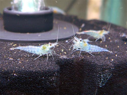 Blue Aura Shrimp - Image 3