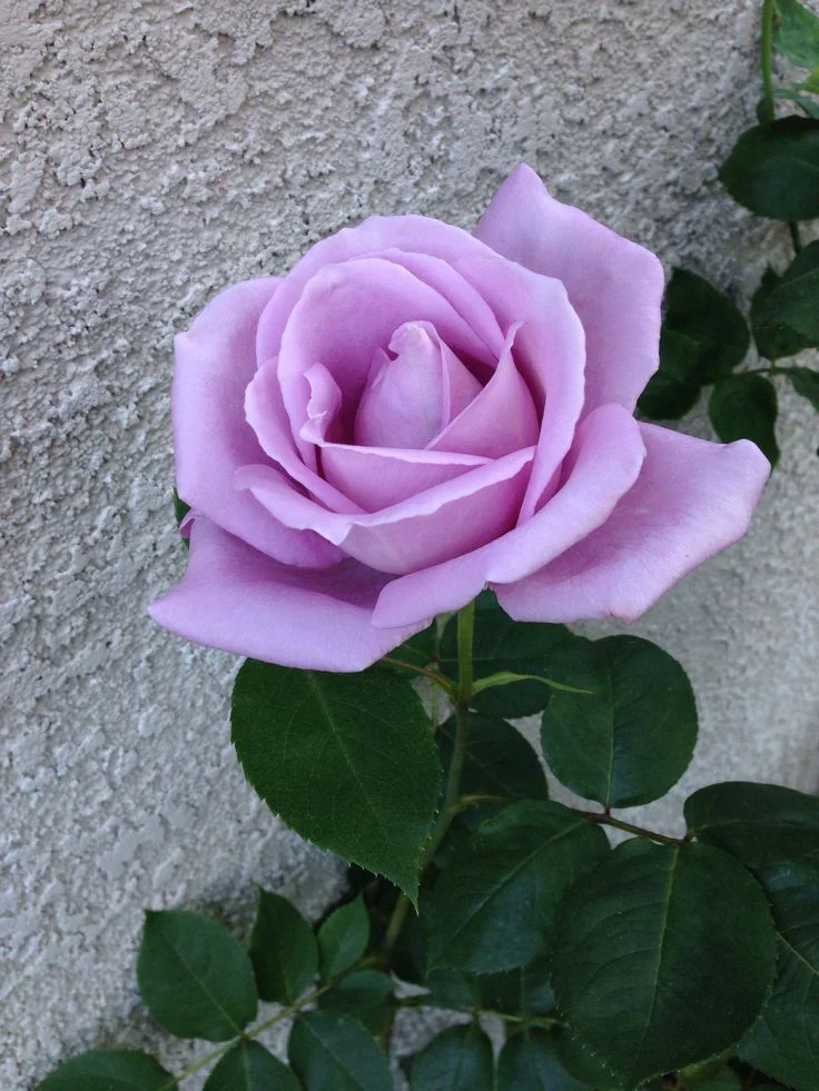 Blue Girl Hybrid Tea Rose 4.5 Litre - Image 2