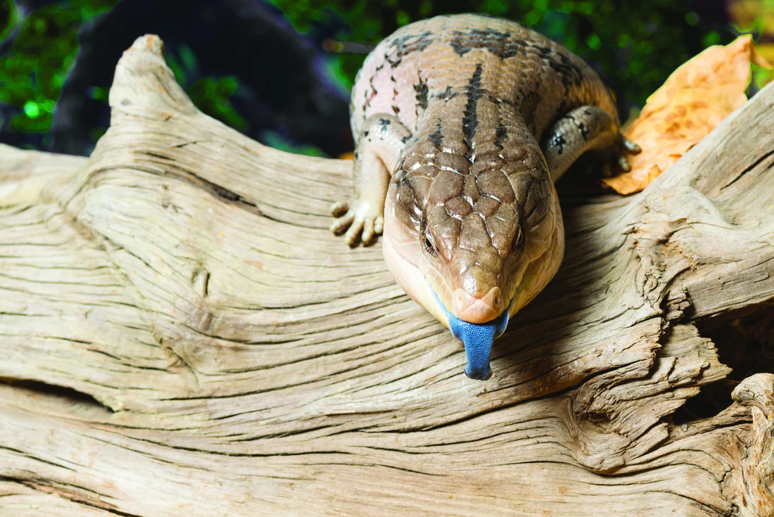 Blue Tounge Skink - Image 2