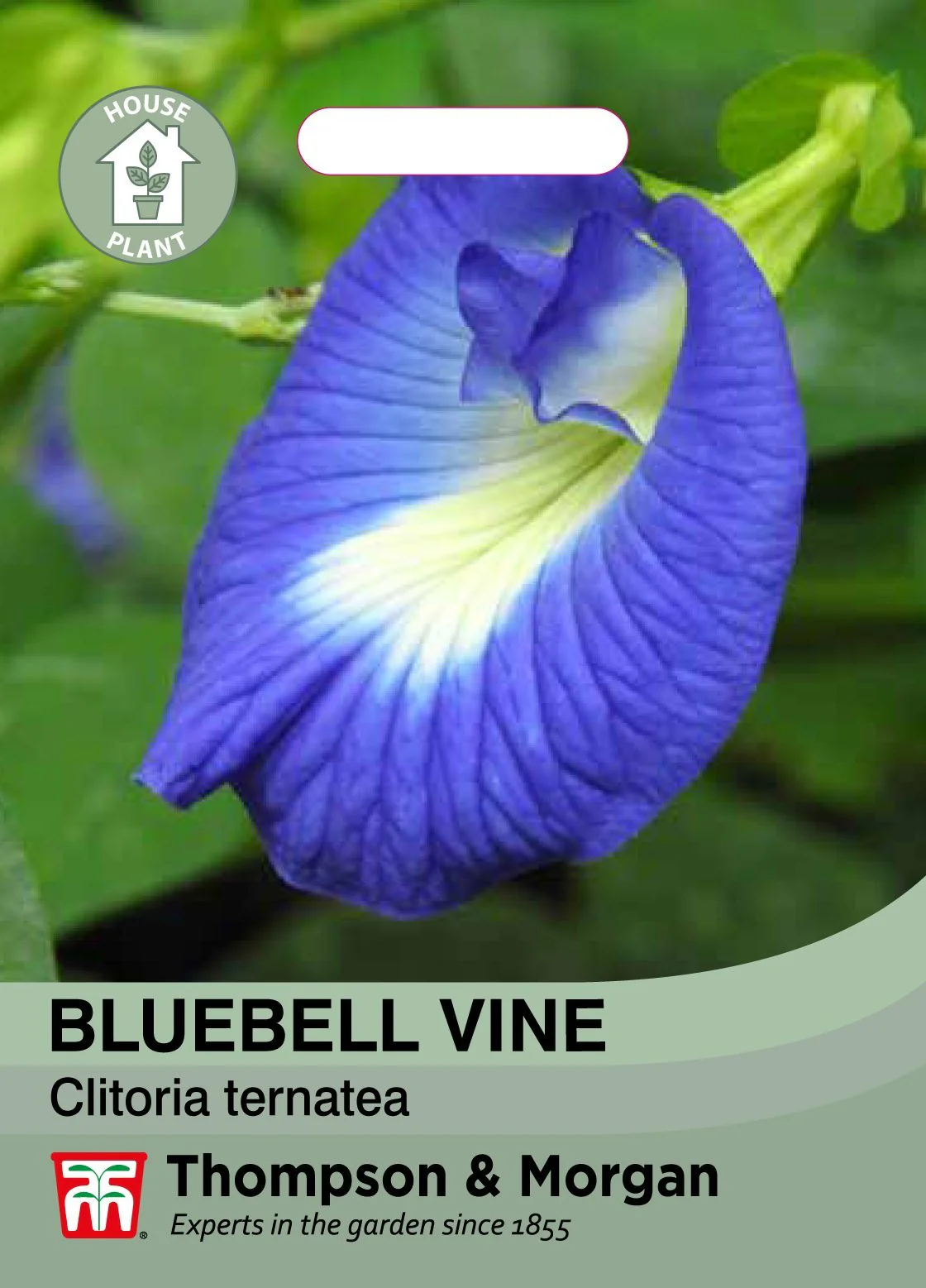 Bluebellvine - Image 2