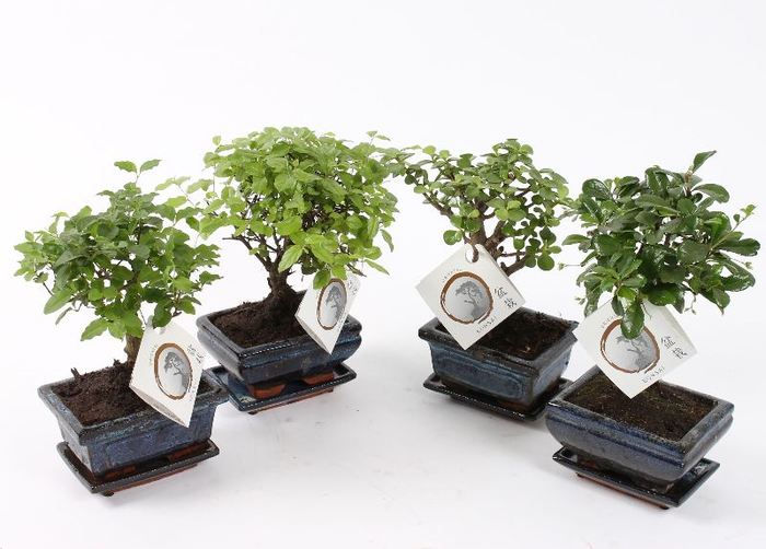 Bonsai Mix in Ceramic Pot (20cm)