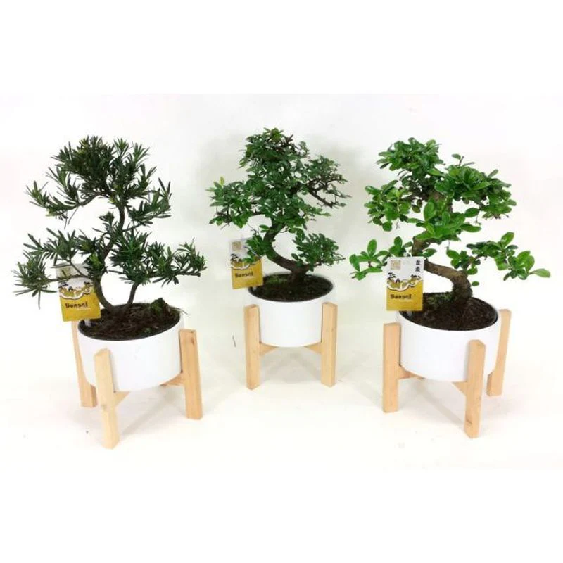 Bonsai Mix on Wooden Legs (Tall/19cm)