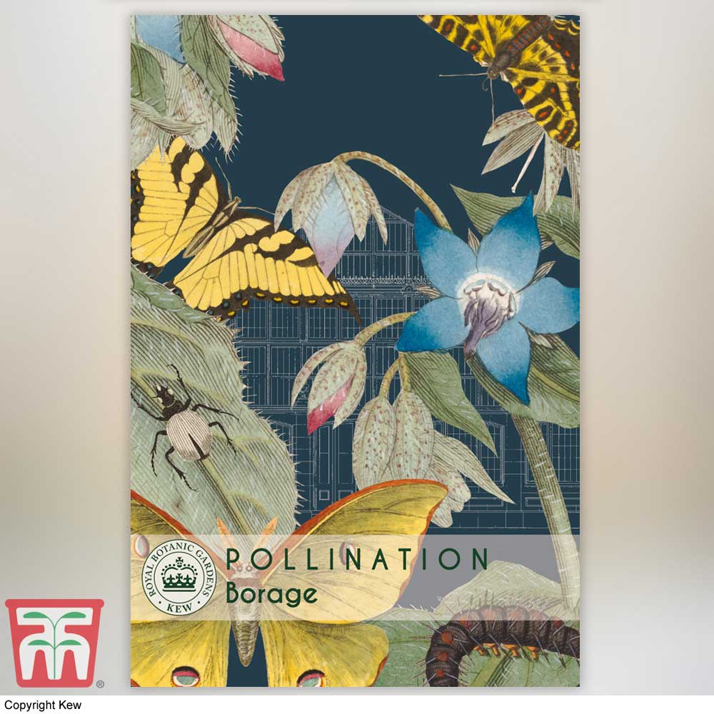 Borage - Kew Pollination Seed
