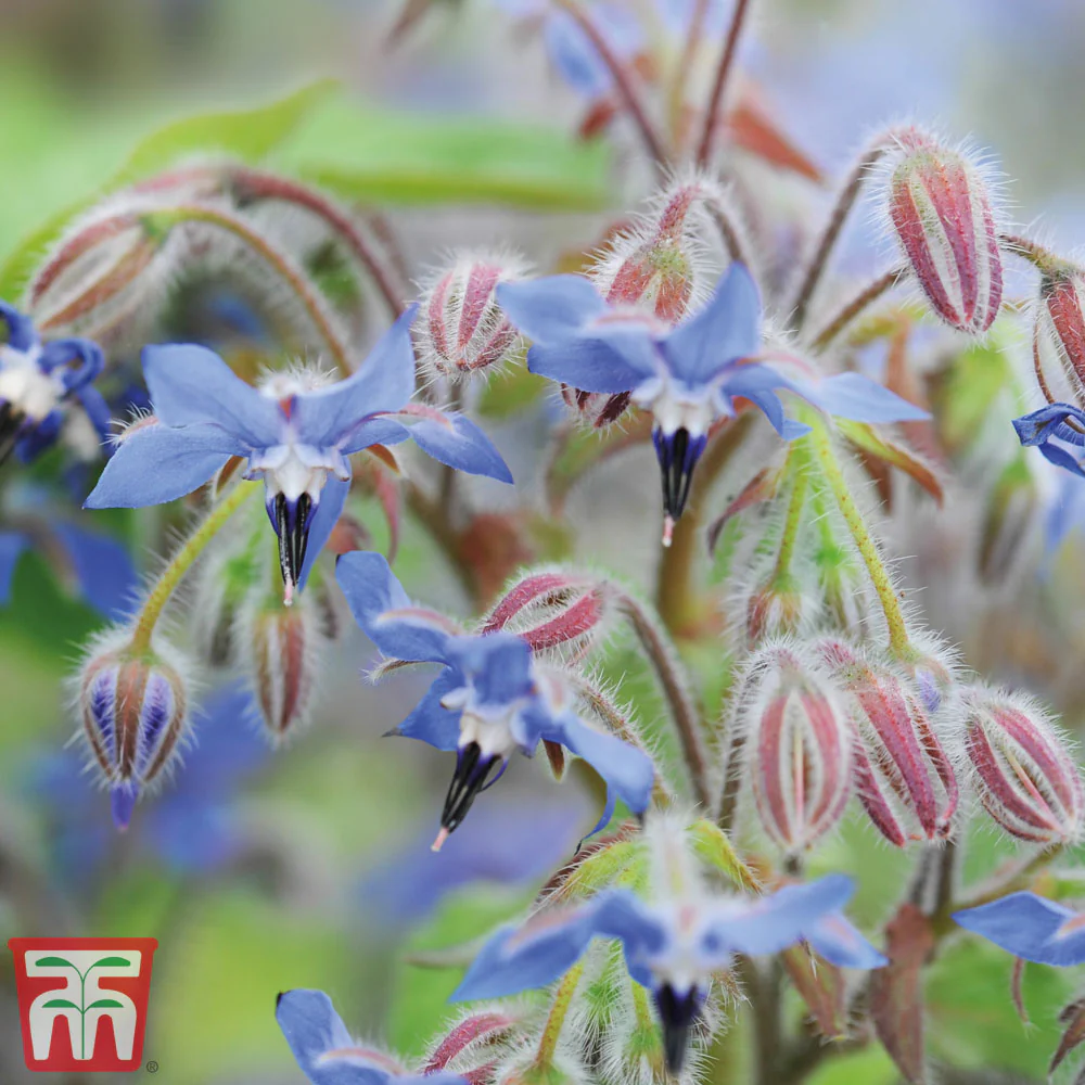 Borage - Kew Pollination Seed - Image 2