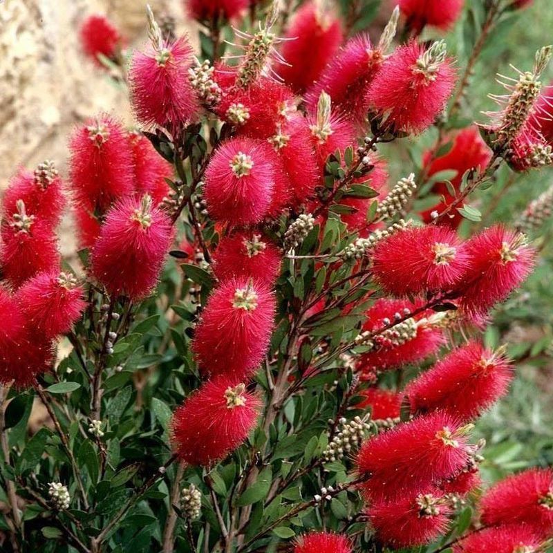 Bottlebrush masotti | Callistemon masotti P21 on a Stem in Bud/Flower