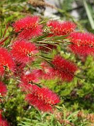 Bottlebrush masotti | Callistemon masotti P21 on a Stem in Bud/Flower - Image 2